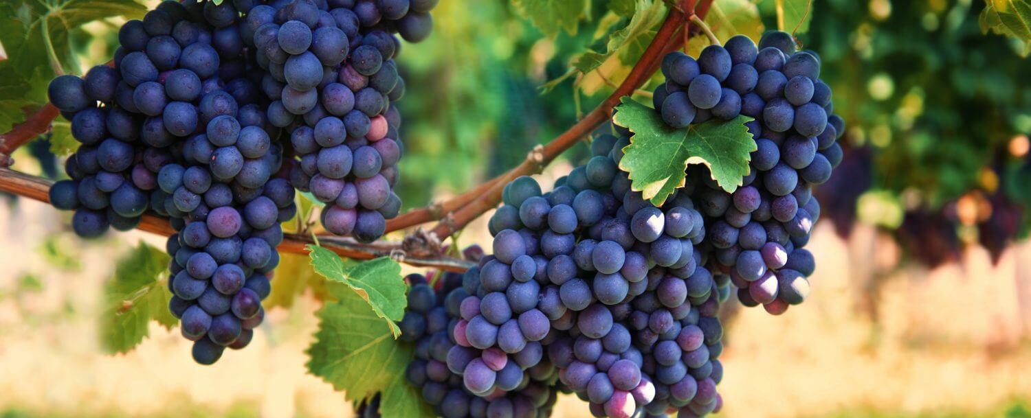 cluster-of-grapes-at-biltmore-estate-
