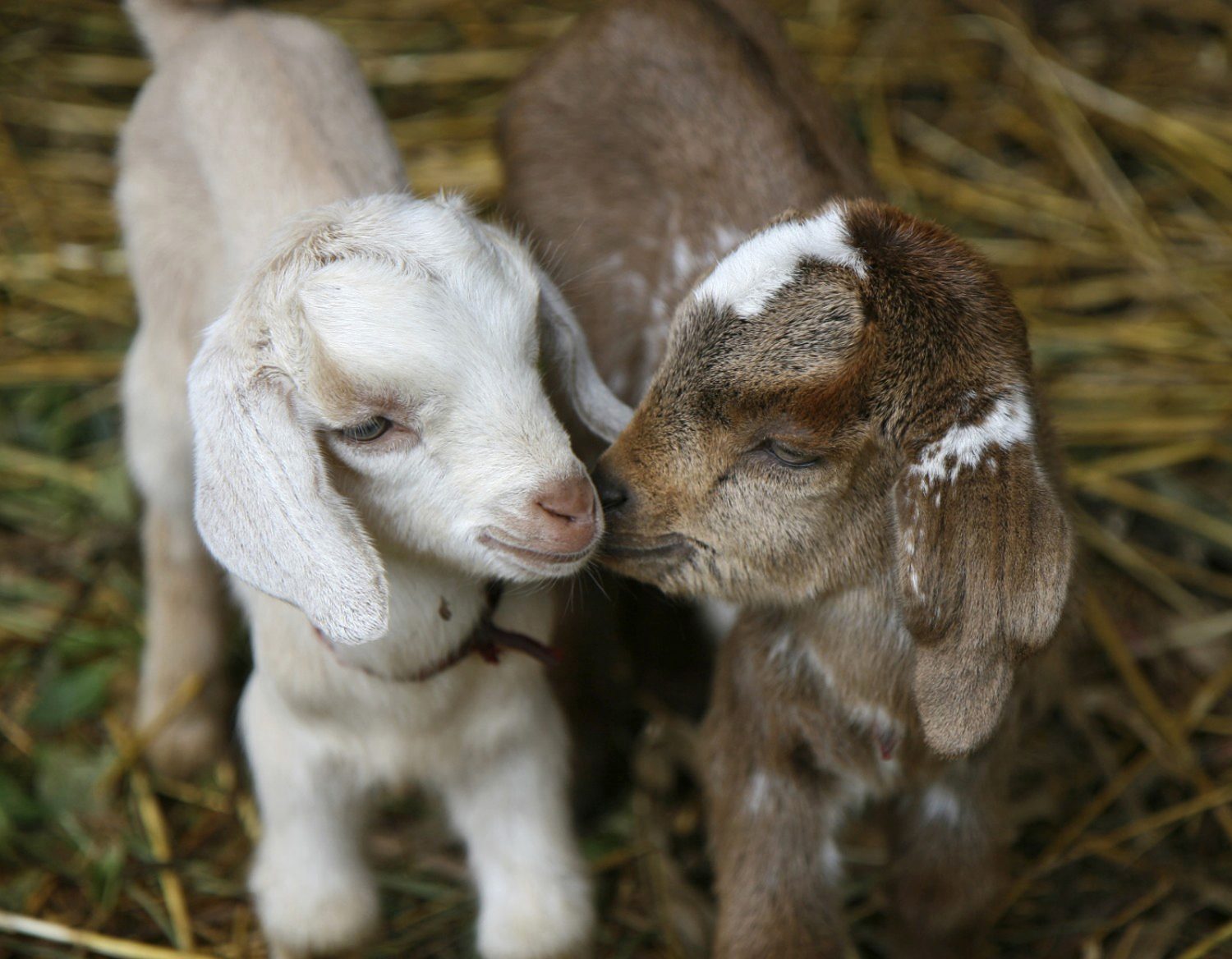 Baby goats playing together in hay at Connemara Farms Goat Dairy, one of the best things to do at Carl Sandburg House.