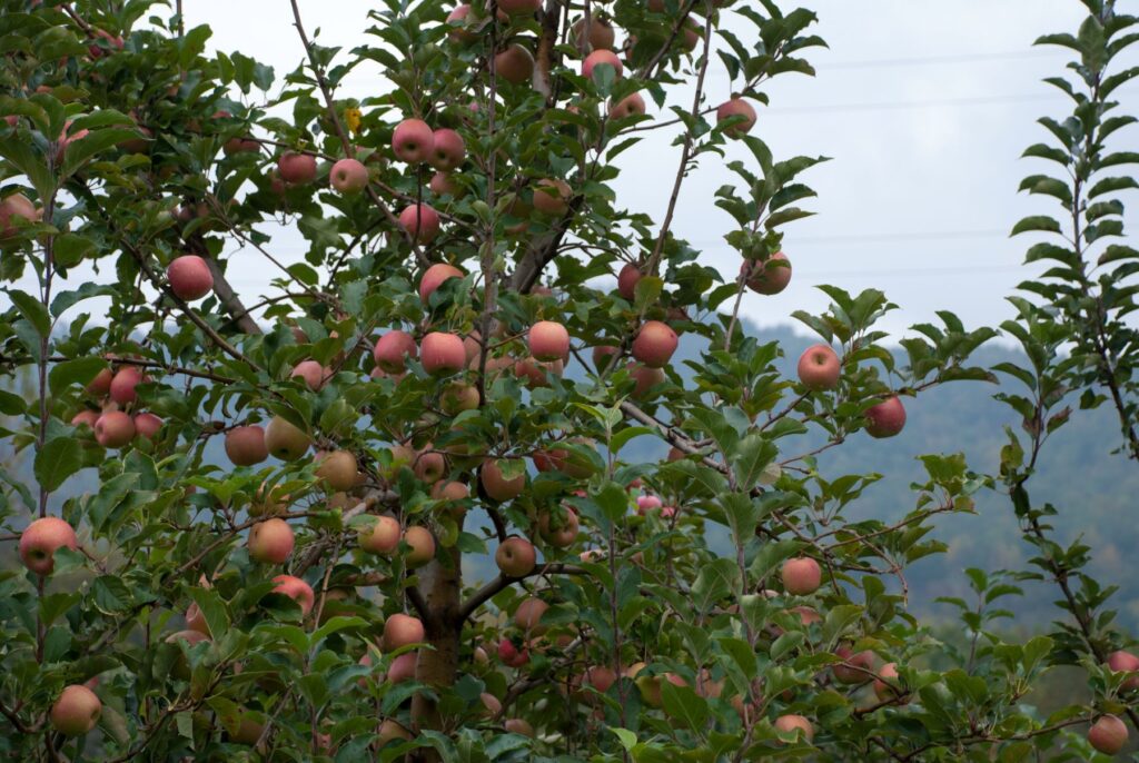 A beautiful apple tree with mountain views in the background at a Hendersonville, NC, apple orchard.