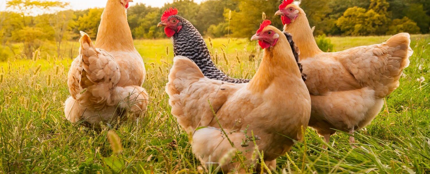 chickens-