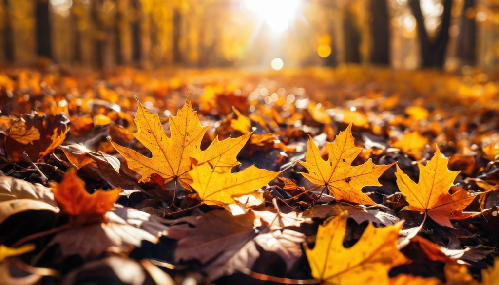 fall, sheets, foliage-8811569.jpg