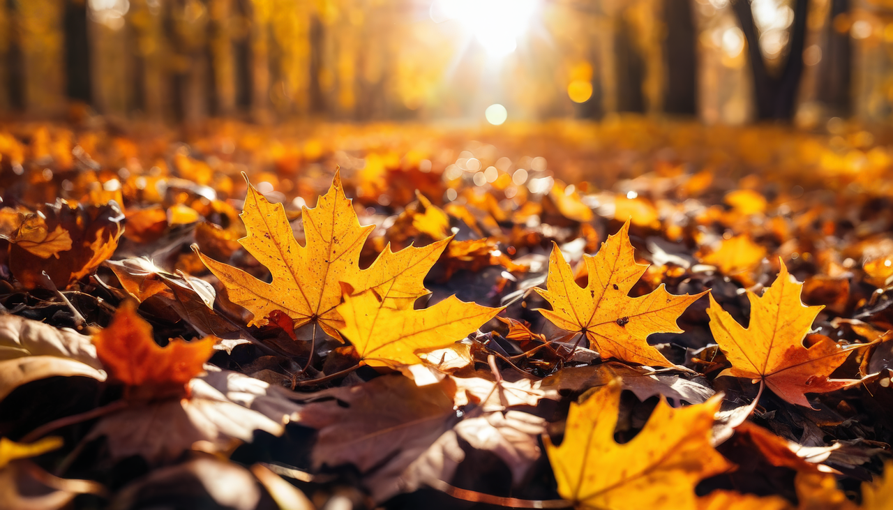 fall, sheets, foliage-8811569.jpg