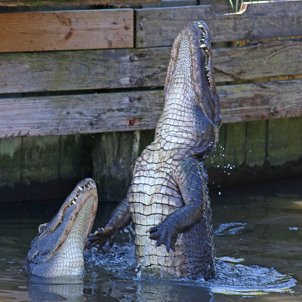 Two alligators jumping up out of the water to grab food.