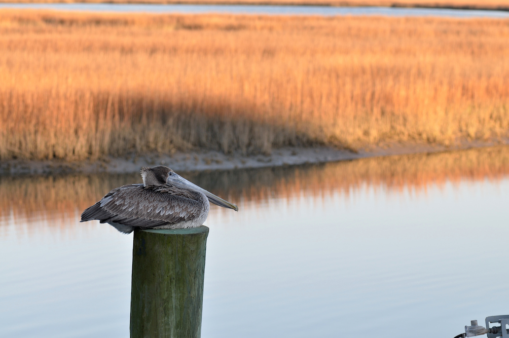 A Brown Pelican sitting on a piling at Murrells Inlet, South Carolina