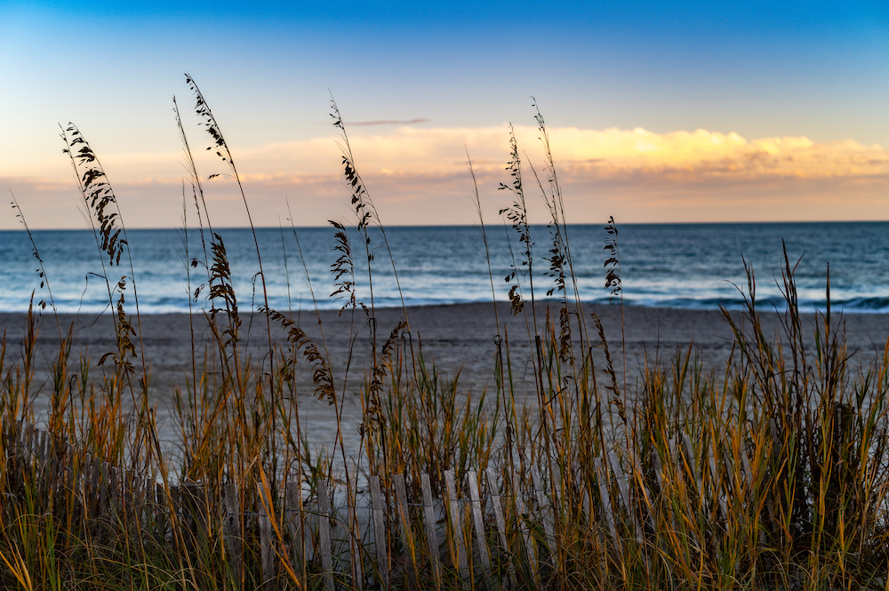 Dune grass and sea oats on beach