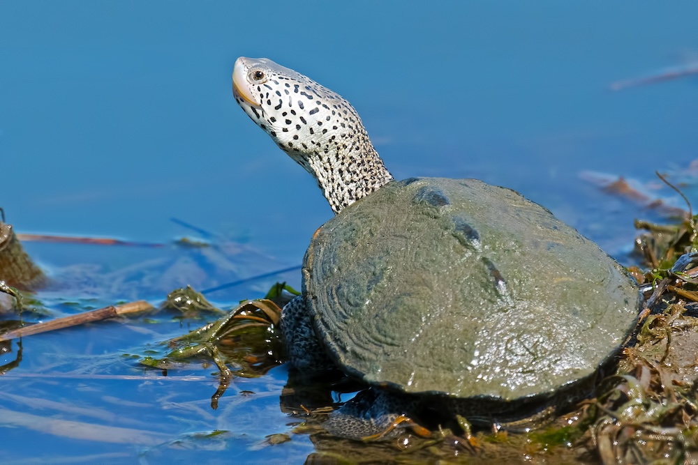 Terrapin on riverbank