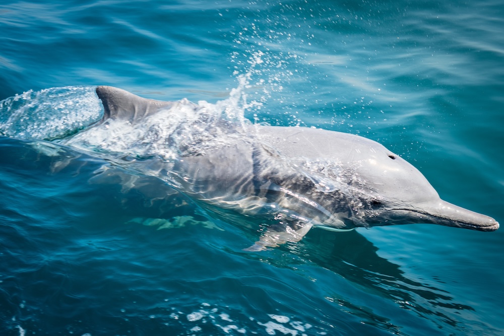 Dolphin spotting watch sightseeing cruise tours