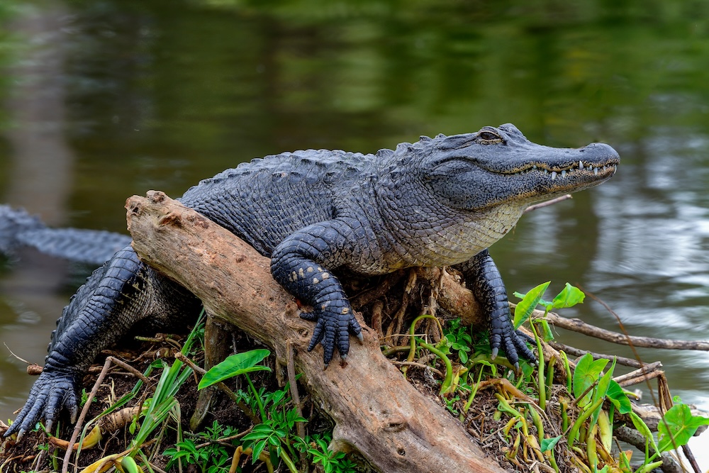 Alligator Wildlife tour experience