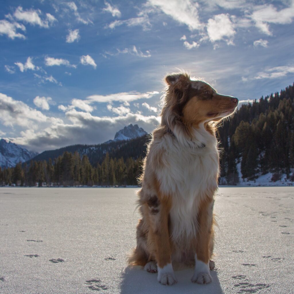 Dog in the Idaho mountains