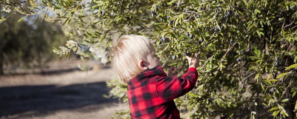 Child Picking Olives at The Purple Orchid