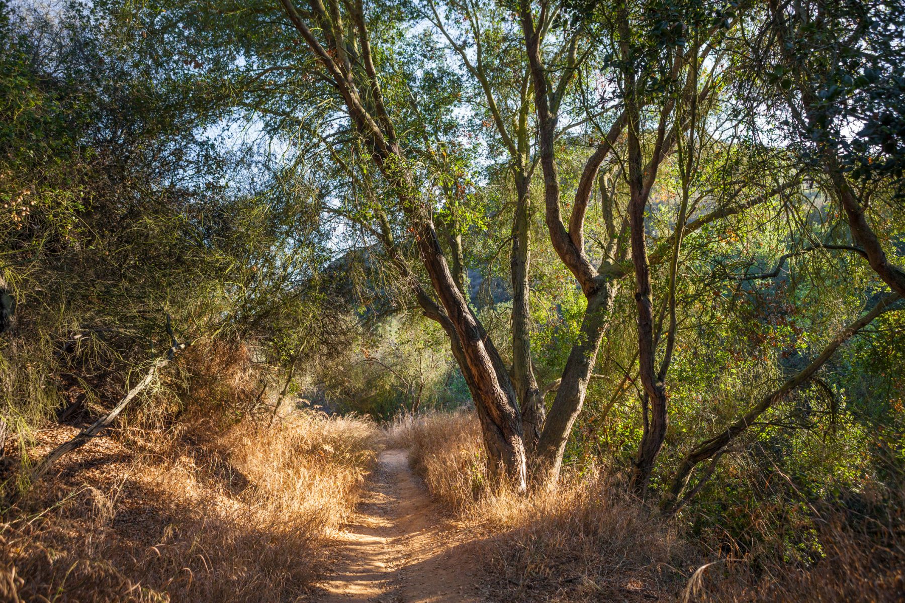 Brushy Peak Regional Preserve