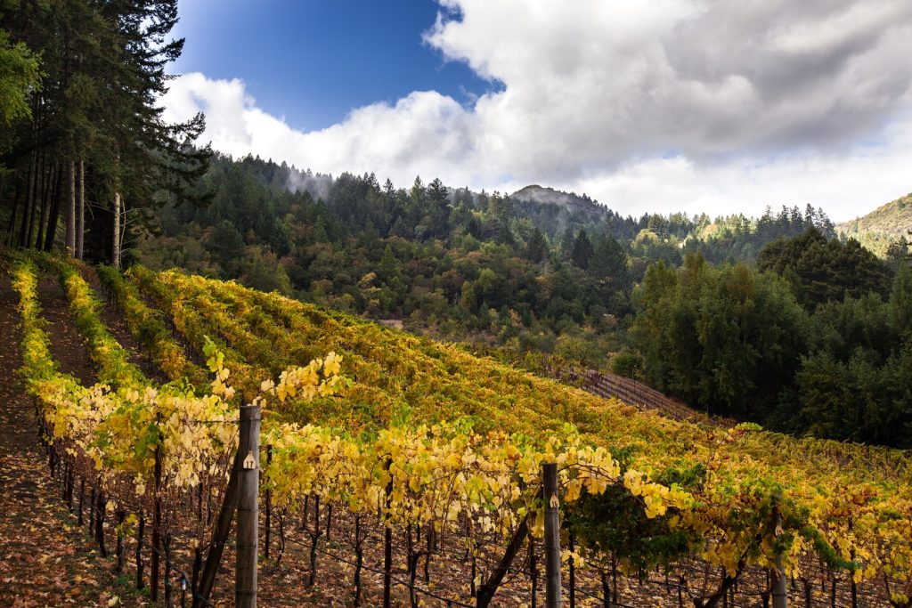 Visit Cedar Mountain Winery, one of California's many vineyards