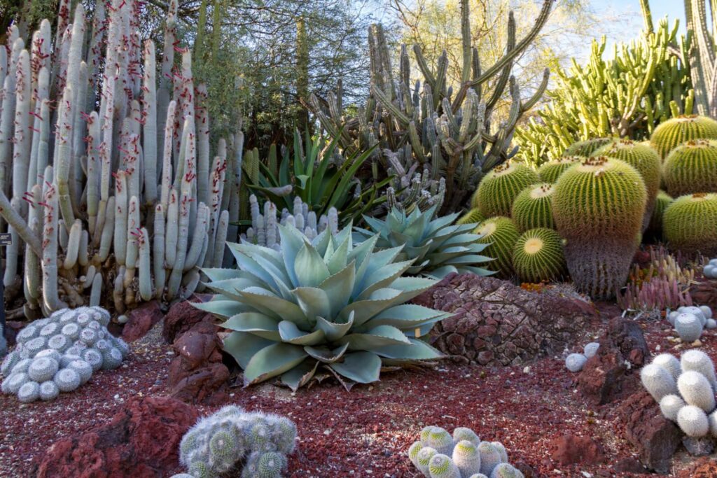 Cacti and flora at a garden in East Bay, just one of the many fun date ideas in the area!