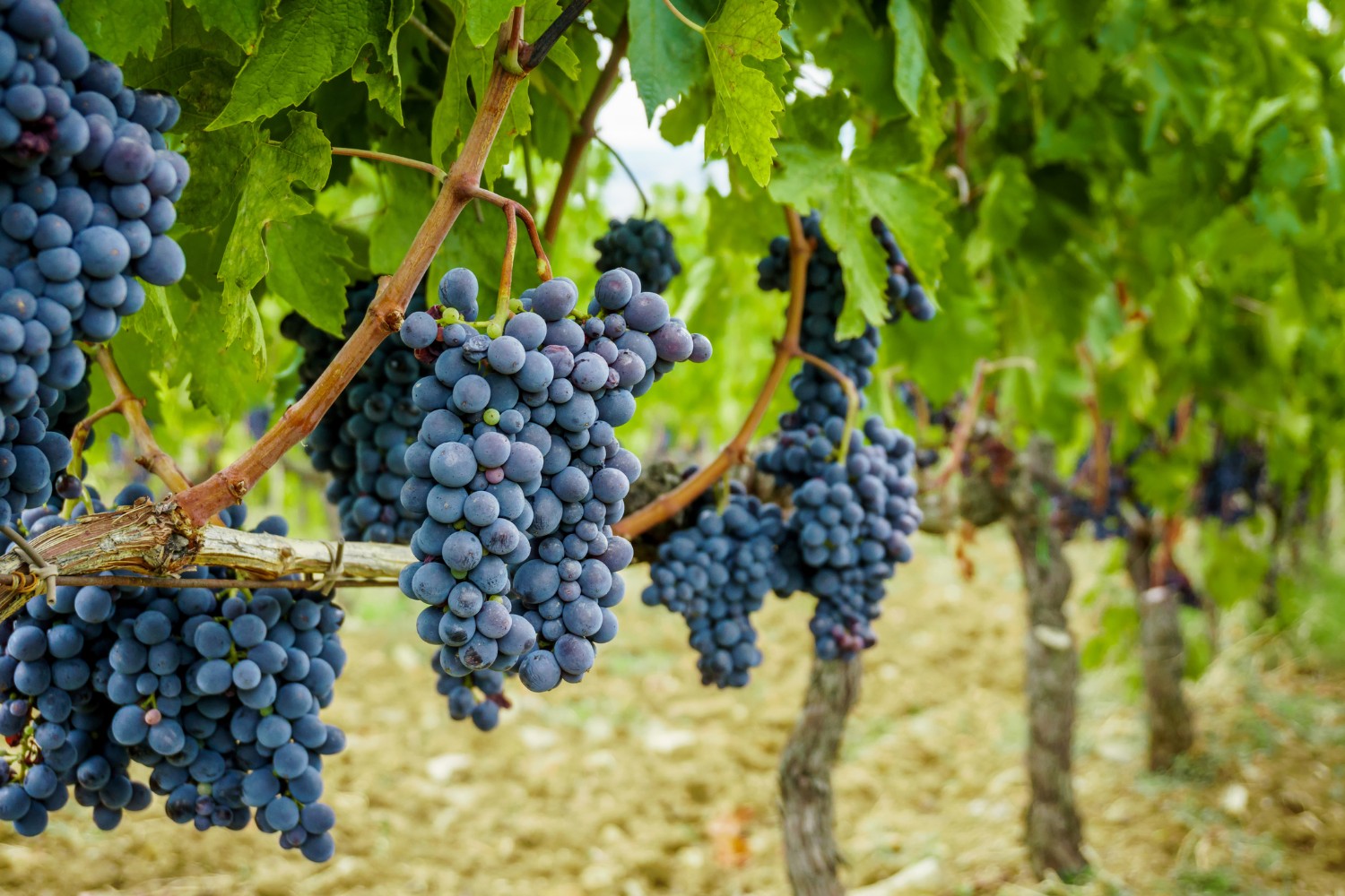 A cluster of ripe grapes at a vineyard in Pleasanton, CA.