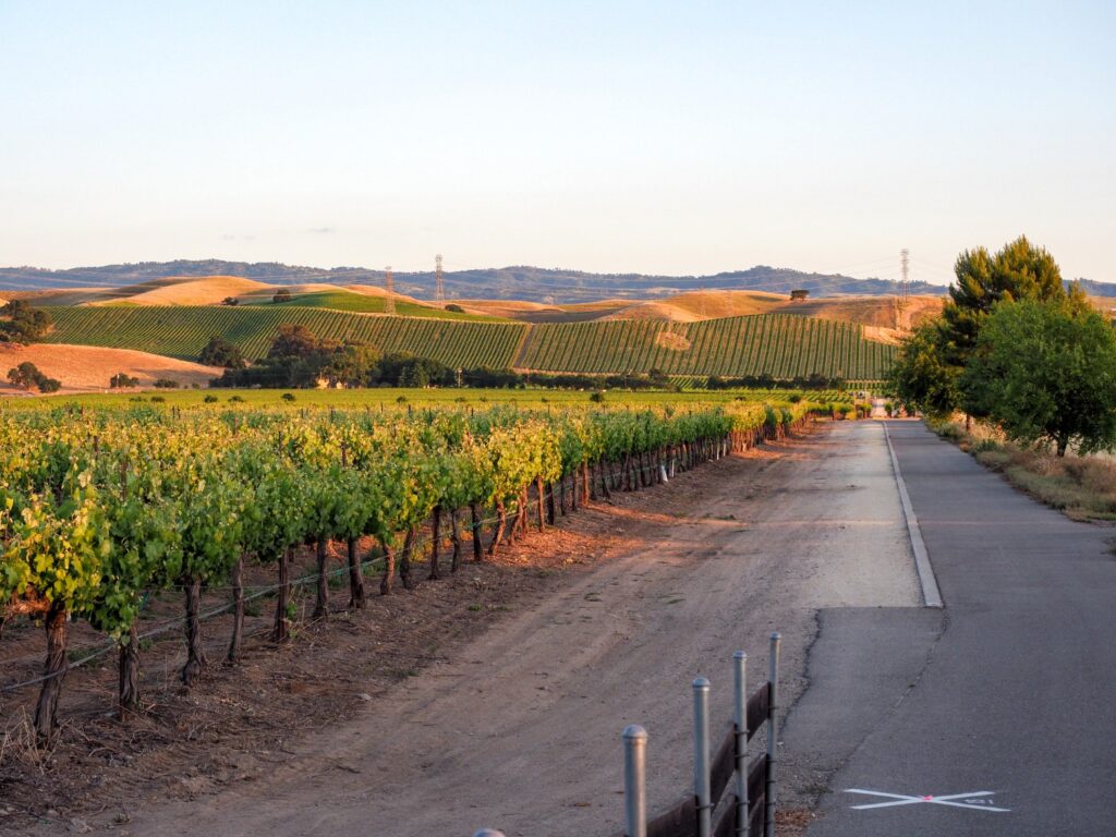 Vineyard and bike trail at sunset in Livermore Wine Country, California.