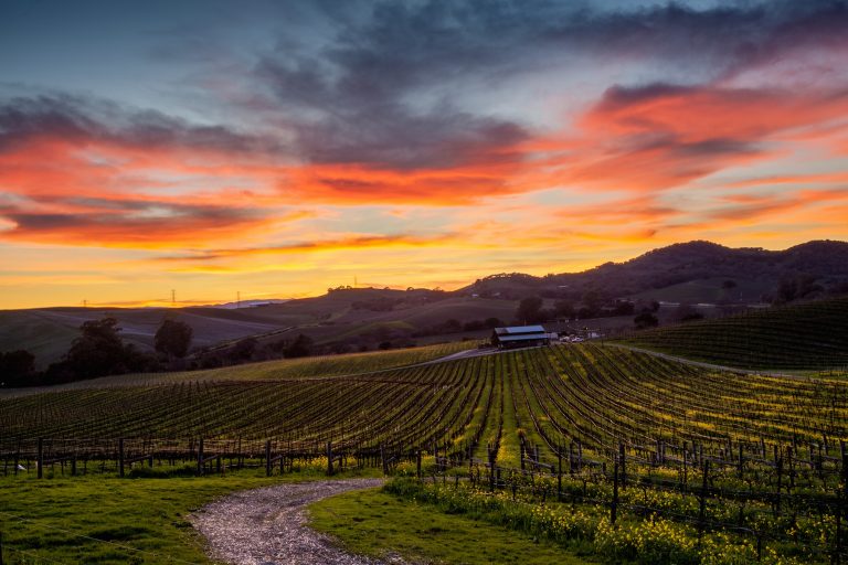 Sunset vineyards in Tri-Valley California.