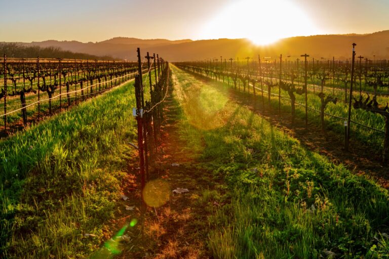 Sunset over vineyard in Wine Country California.