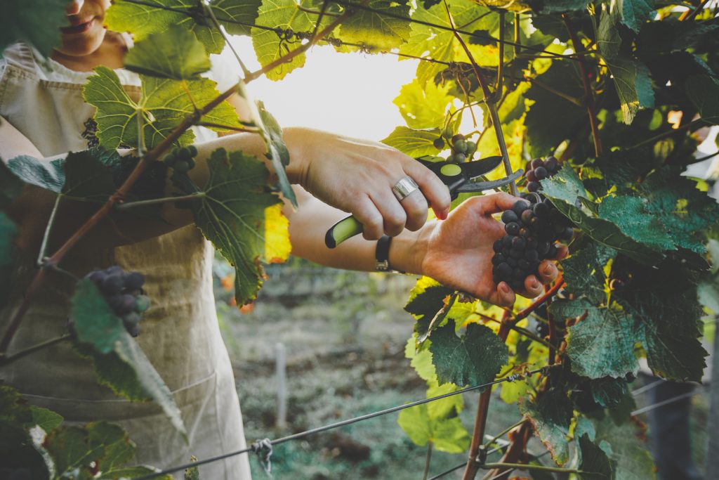 Woman cutting grapes from vine in a vineyard.