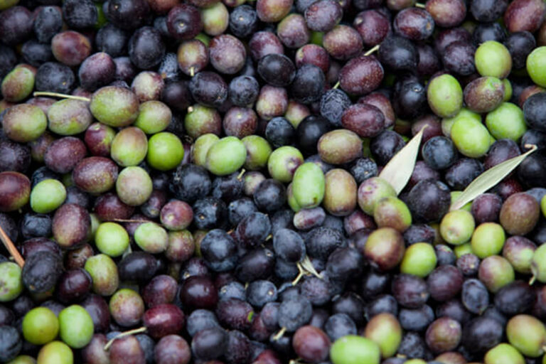 Livermore Bed & Breakfast Livermore CA Hotel The Purple Orchid