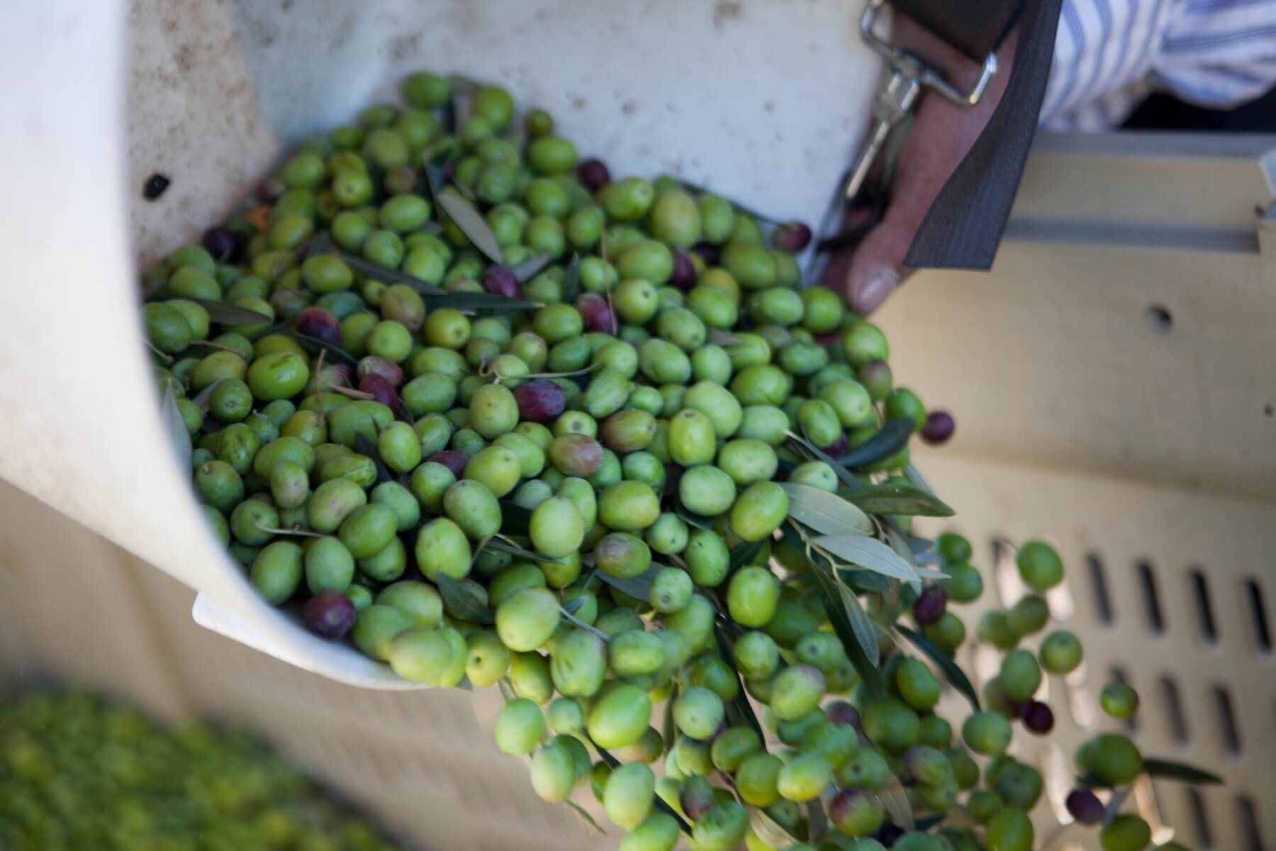 olives at the purple orchid