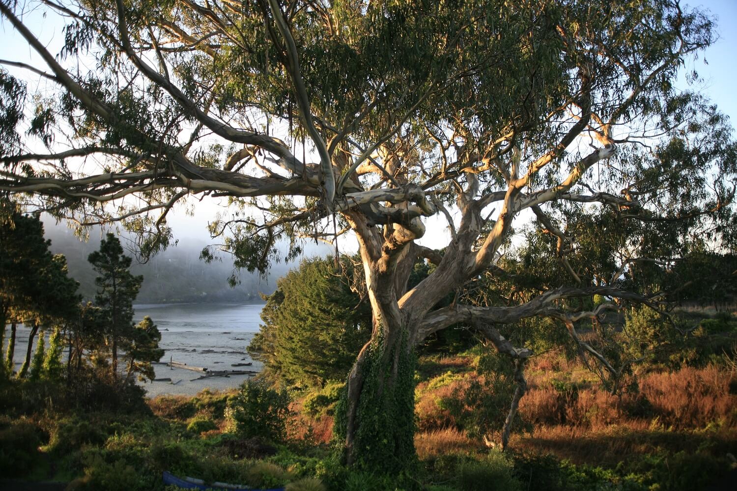 oceanfront with eucalyptus tree