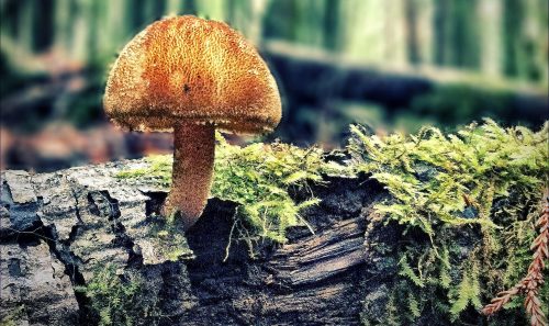 Forest-Mushroom-on-a-log