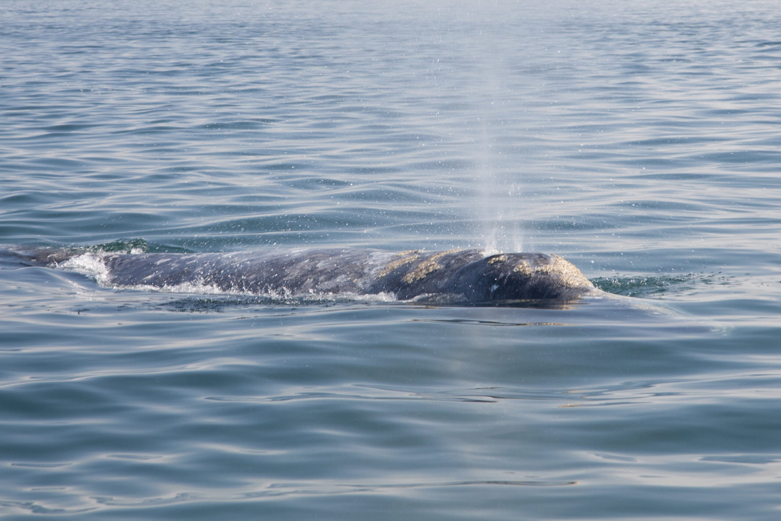 The California Gray Whales