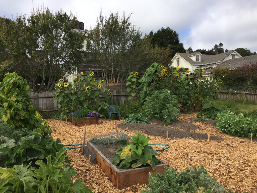 The vegetable garden with planters, mulch and plants ranging from sunflowers to herbs