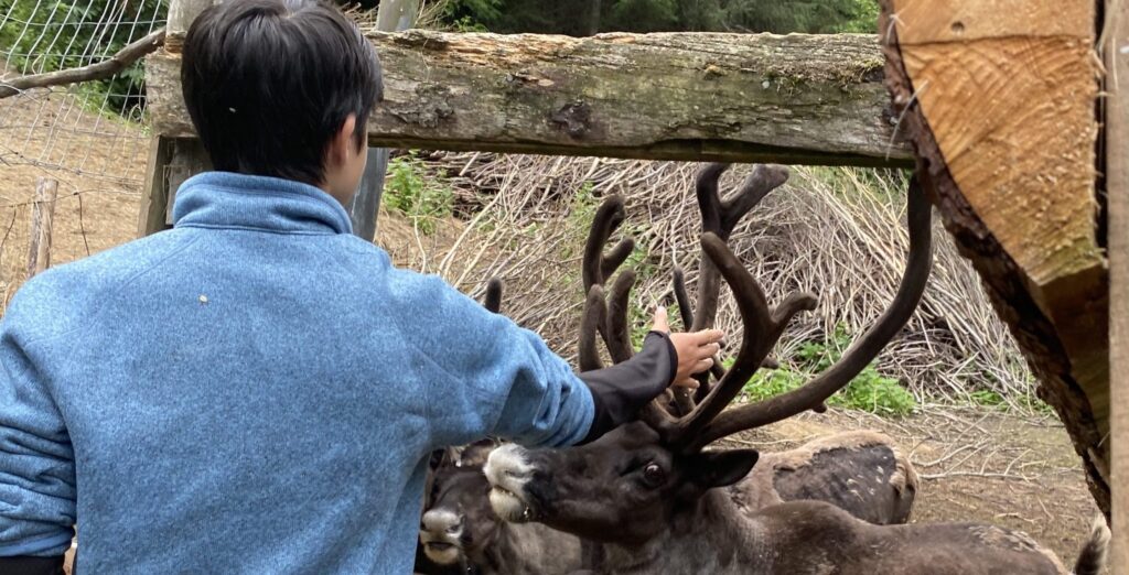 Guest petting the Caribou at a wildlife preserve