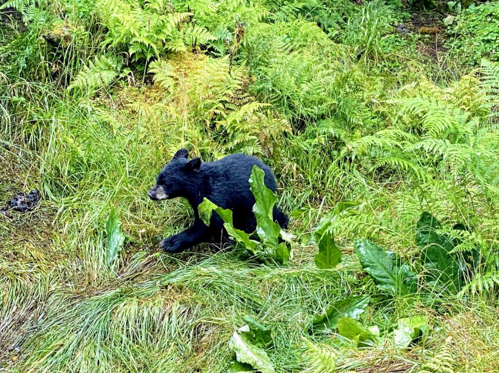Black bear cub running from people in the underbrush