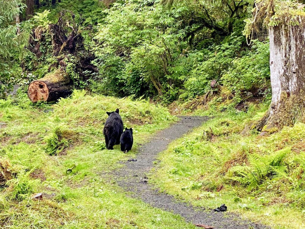 Mother and cub walking along a path in an Alaskan forest