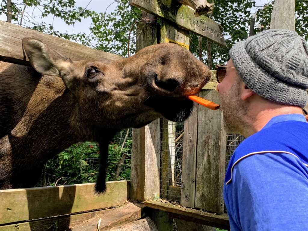 Moose taking carrot offered by man via mouth