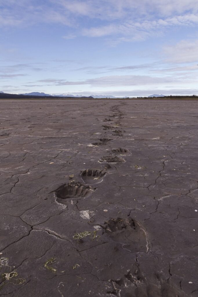 Long trail of bear tracks in the mud off into the distance