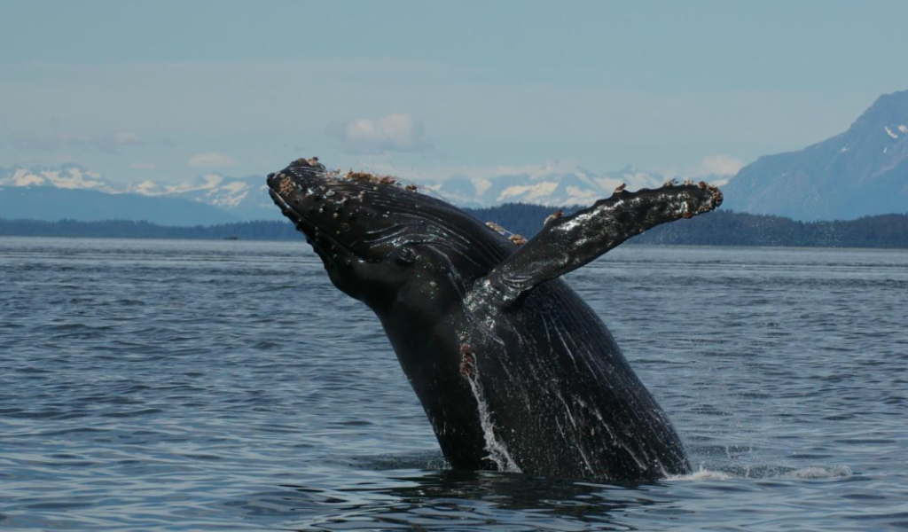 A humpback whale covered in barnacles on the face and fin breaches the upper half of its body out of the water in Glacier Bay