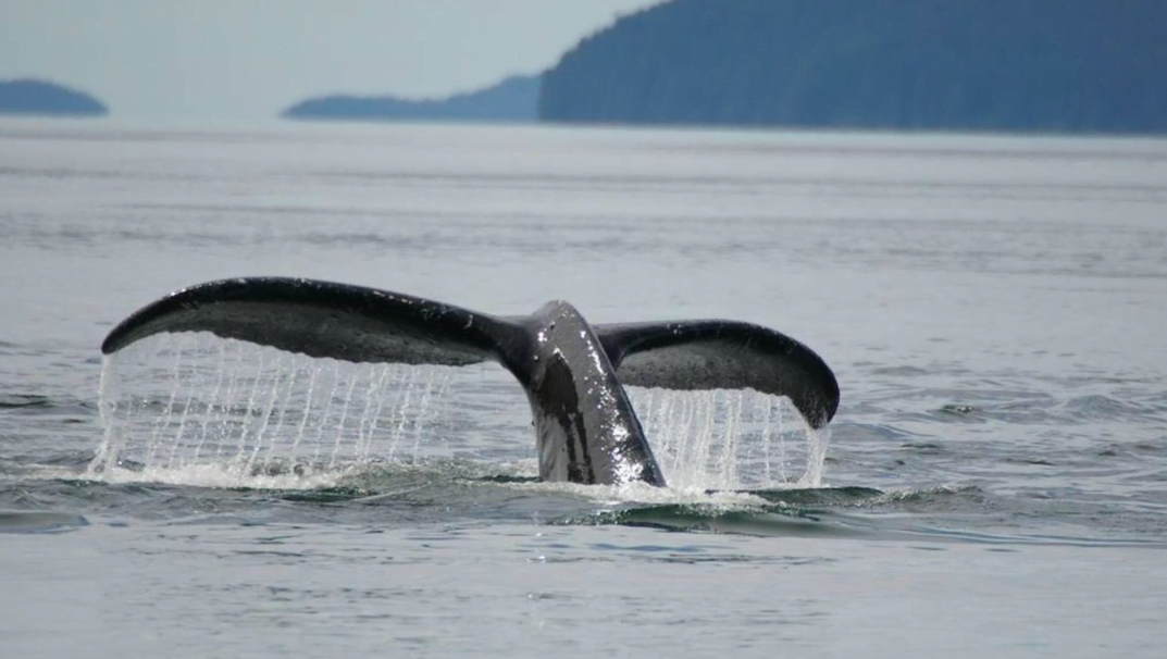 A humpback whale's tail is photographed before the whale disappears underneath the water