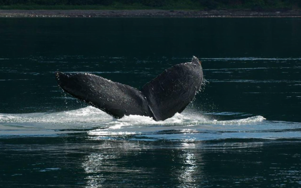 A humpback whale tail peaks out of the water in Glacier Bay