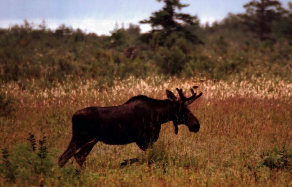 A male moose grazes in an open field