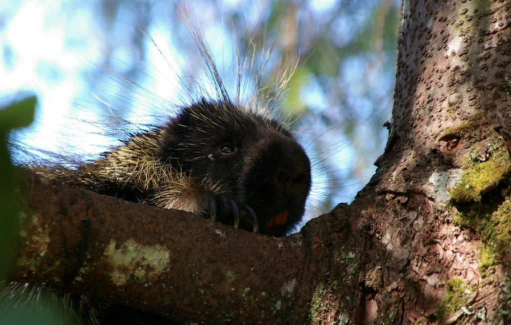 A porcupine peaking over a tree branch with its spikes sticking up