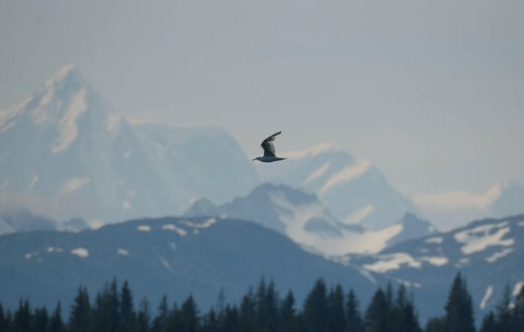 A sea bird at flight with silhouettes of snow covered mountains in the background