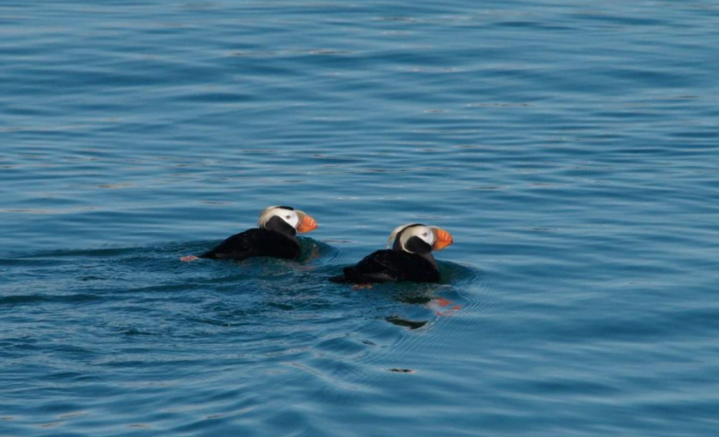 Two tufted puffins floating in the water