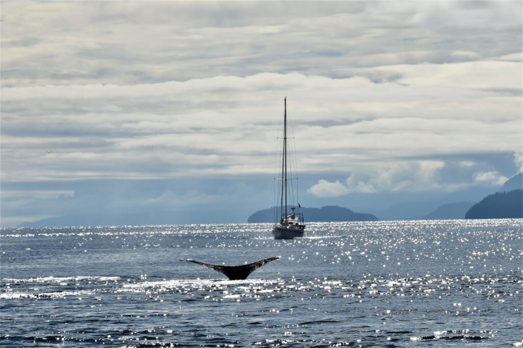 Whale in the ocean with a small fishing boat on the seas by Alaska