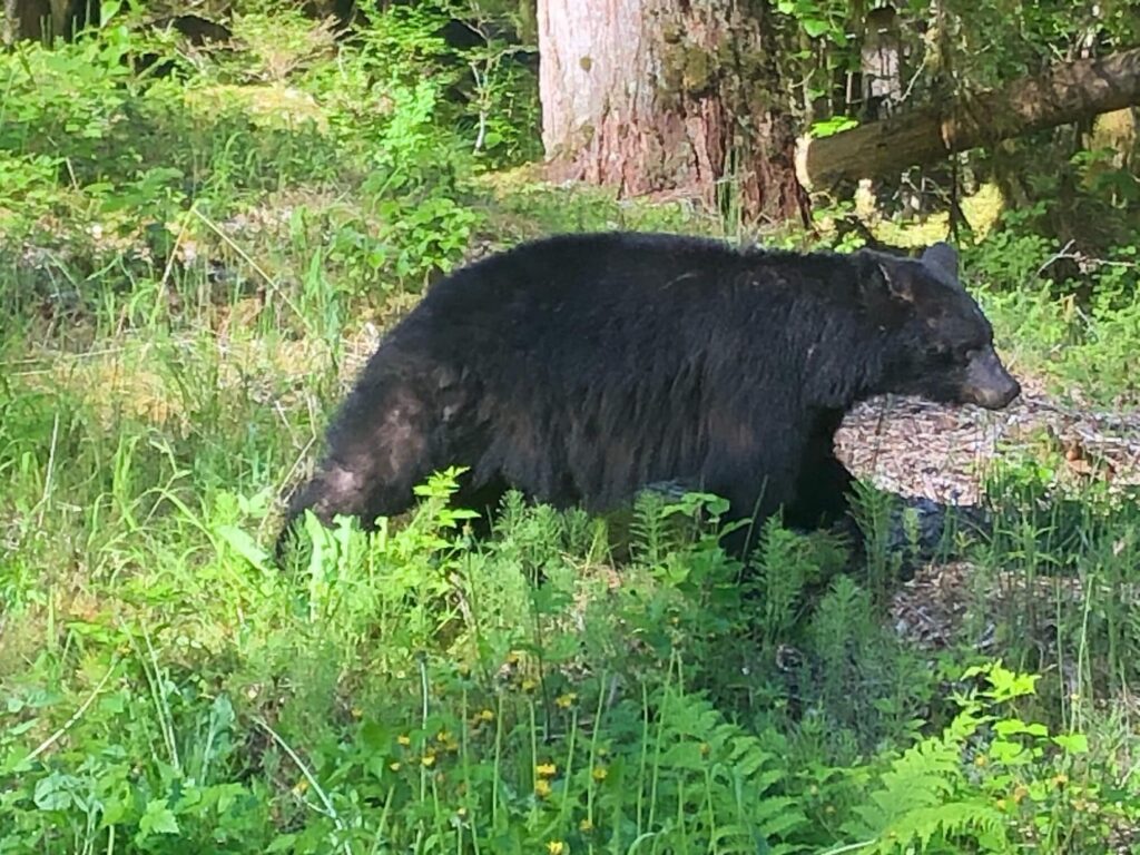 Adult black bear moving through the grass