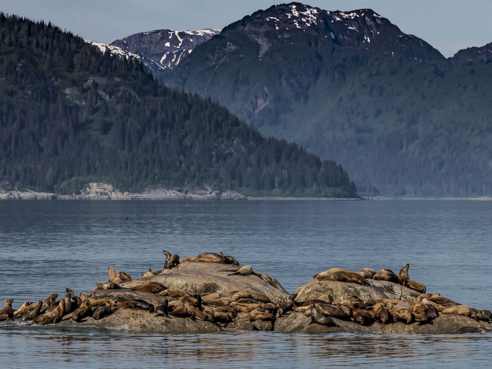 Sea lions taking a break on a small rocky island within sight of shore