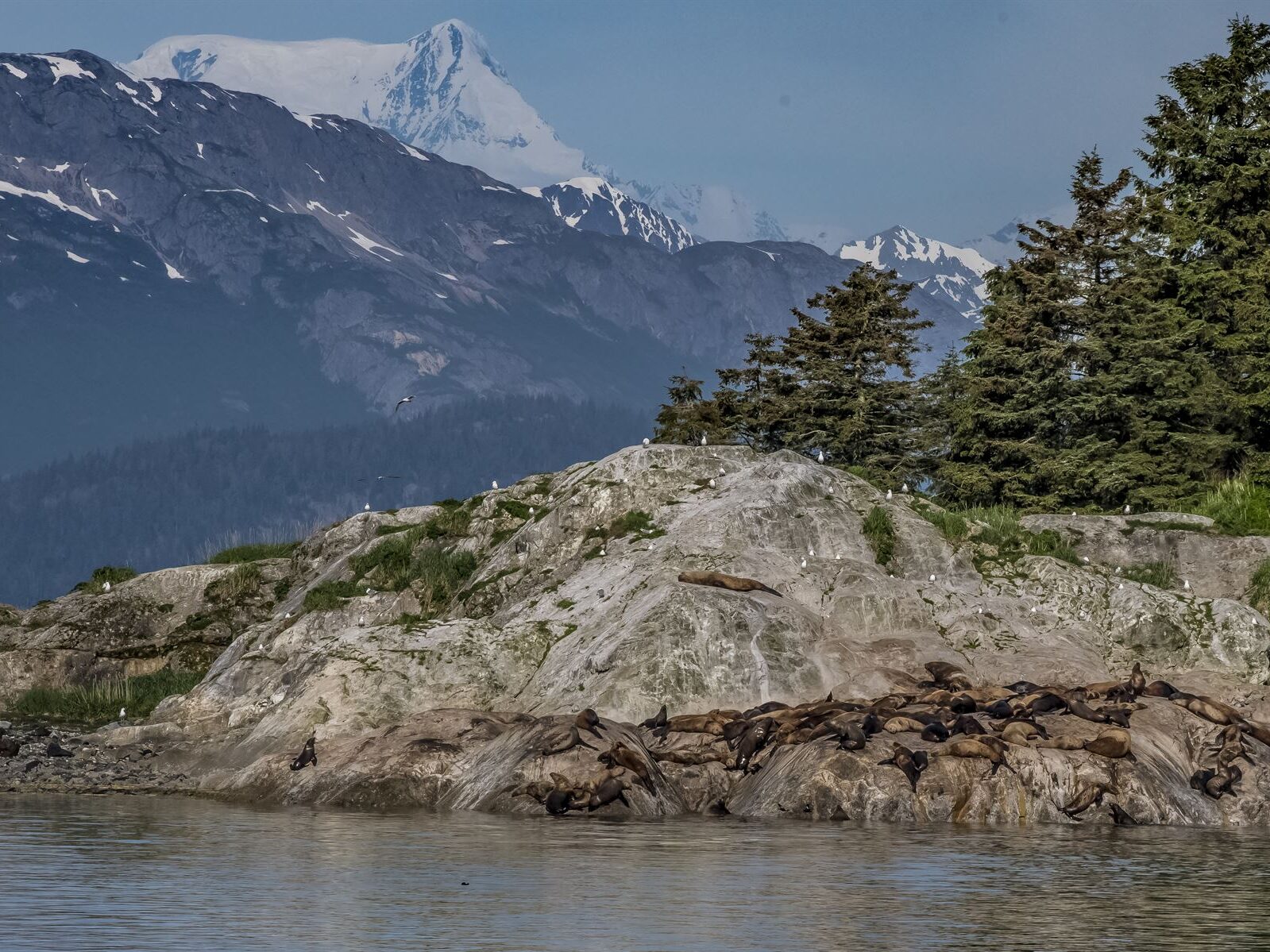Birds nesting on the rocky shoreline of Alaska with views of rolling forests and mountains to snow-capped peaks in the background