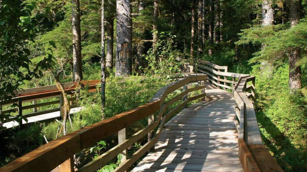 A long wooden pedestrian bridge on a trail in a heavily wooded area
