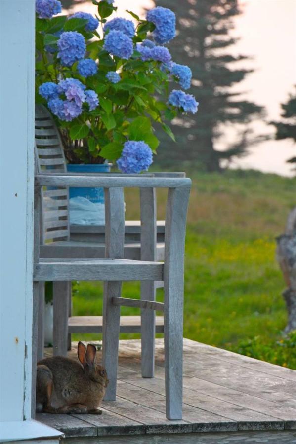 Great Duck Island House | Rabbit on the porch