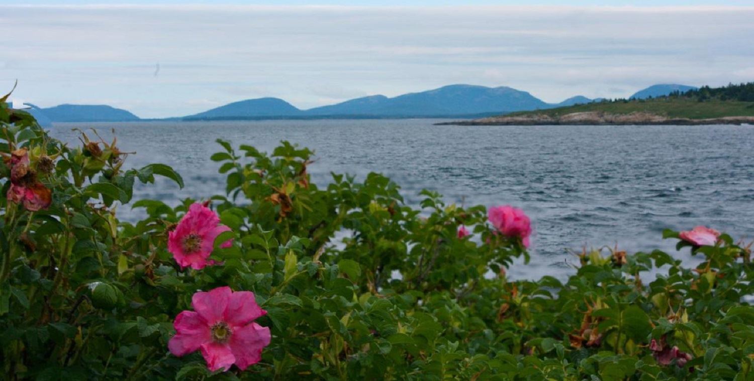 Great Duck Island House | Flowers on the shoreline