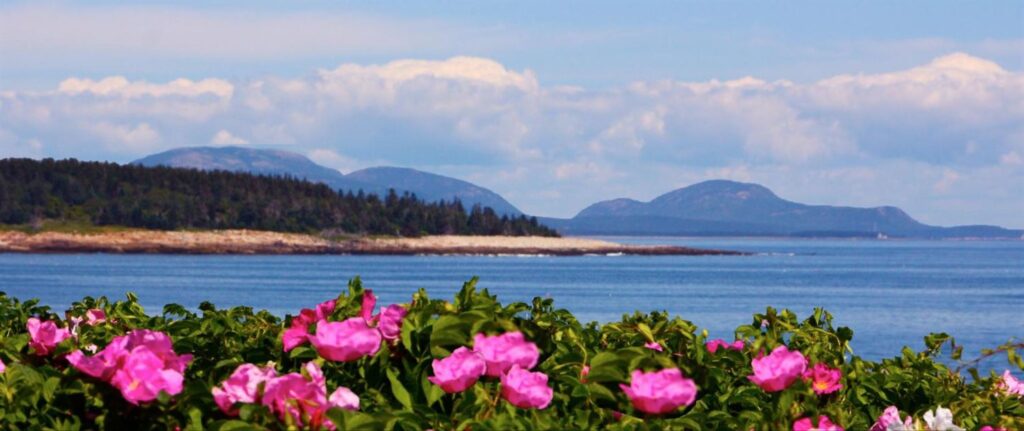 The flowers before the shoreline and mountains beyond