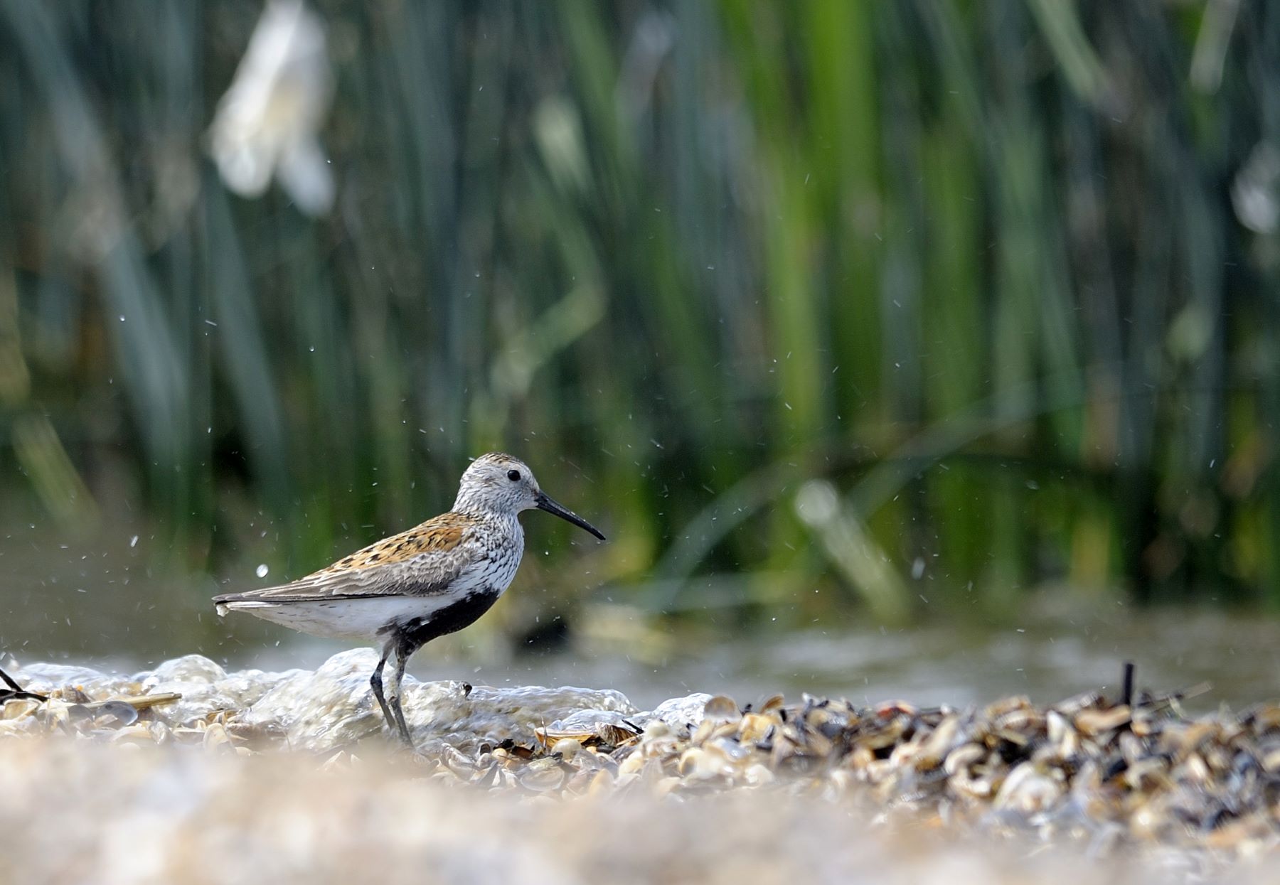 Bird on a salt marsh