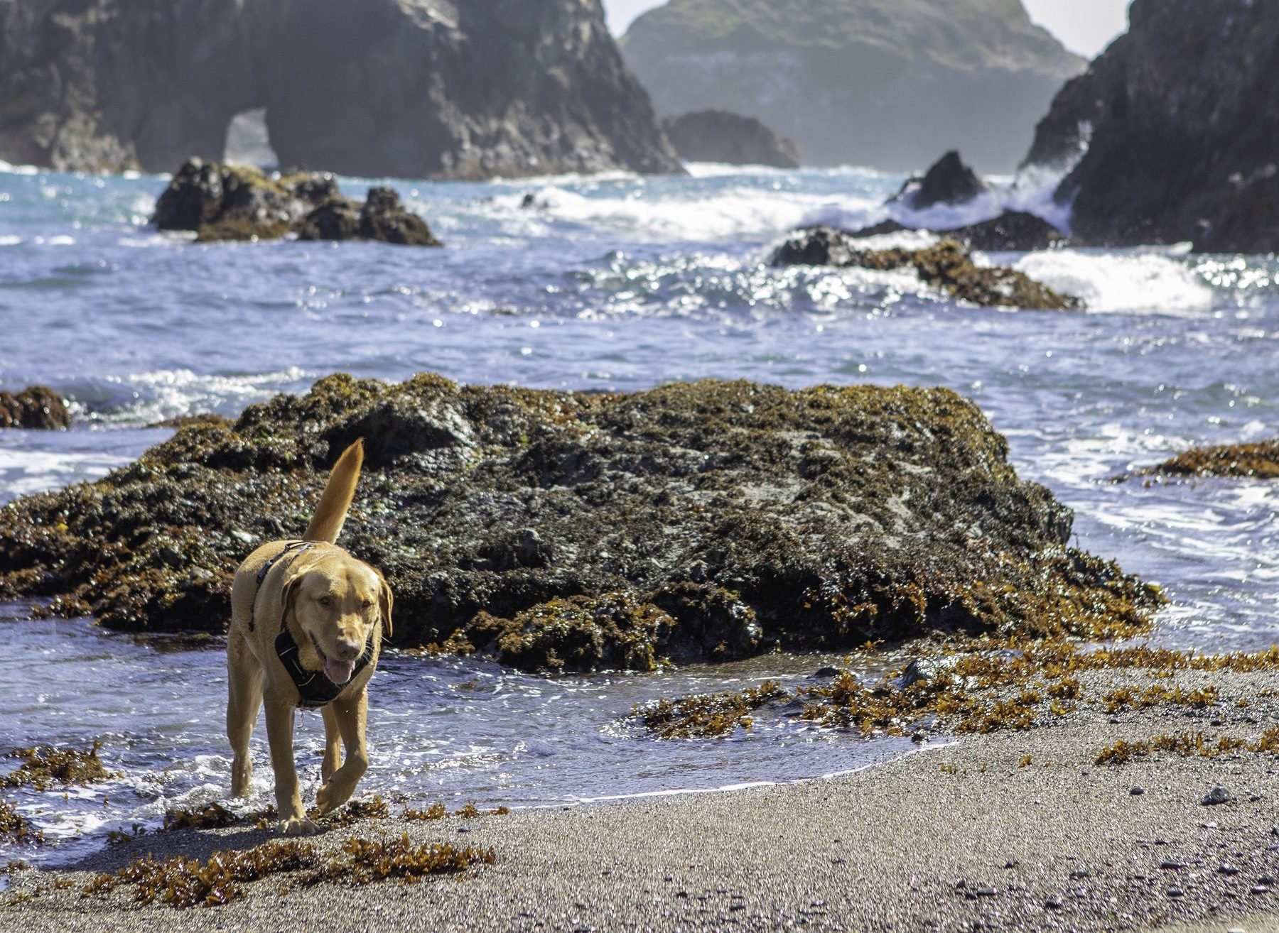 dog on beach, little river, mendocino ca beaches